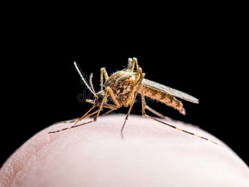 Yellow Fever, Malaria or Zika Virus Infected Mosquito Insect Bite Isolated on Black Background Macro Photo. Yellow Fever, Malaria or Zika Virus Infected Mosquito Insect Bite Isolated on Black Background Macro Photo