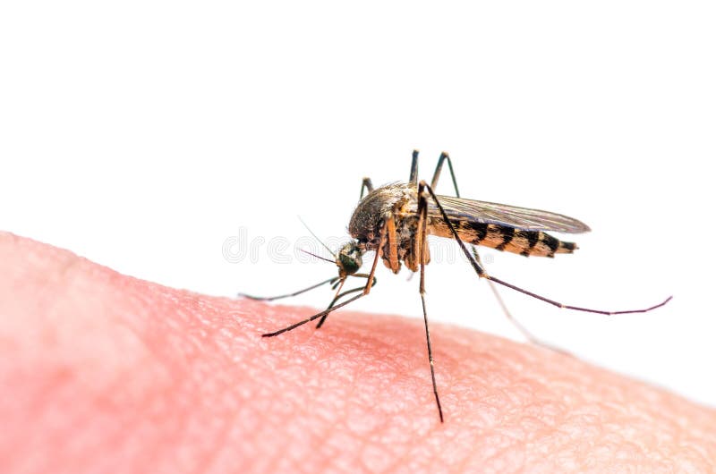Mordida de mosquito isolada no branco foto de stock royalty free Mordida de mosquito isolada no branco foto de stock royalty free