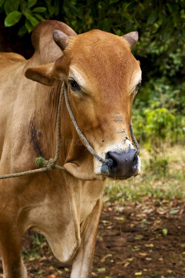 Zanzibar africa front brown cow bite in the bush. Zanzibar africa front brown cow bite in the bush