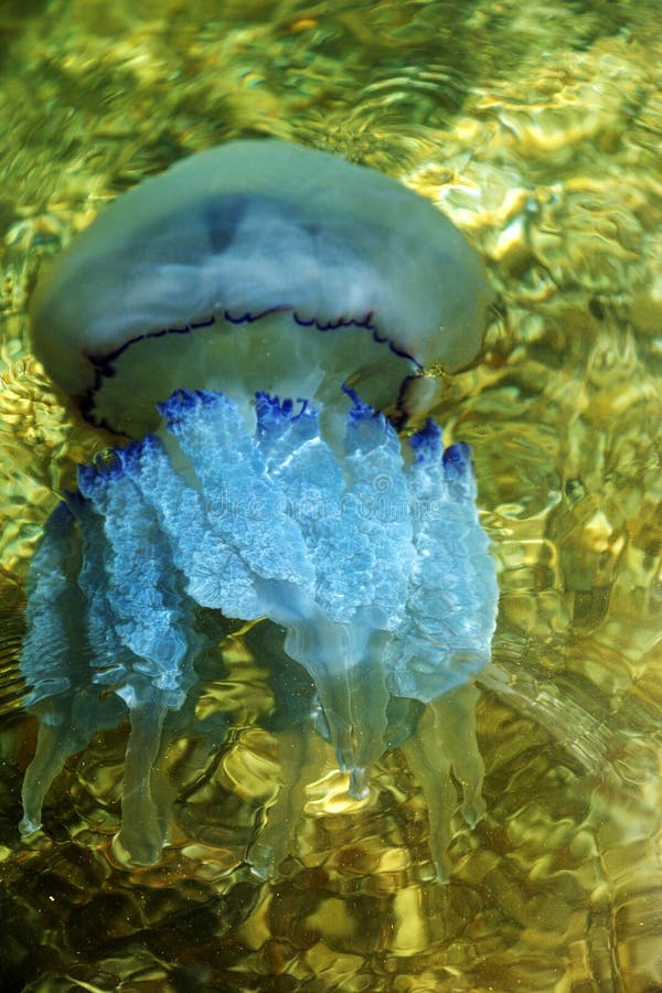 More Depth Jellyfish Floating in the Sea Lagoon As a Result of T Stock