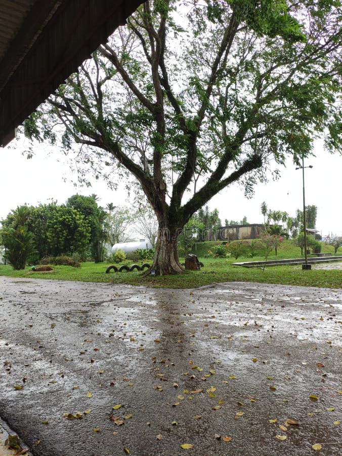 More Than Ten Years Old Tree Stock Photo Image of grass, forest