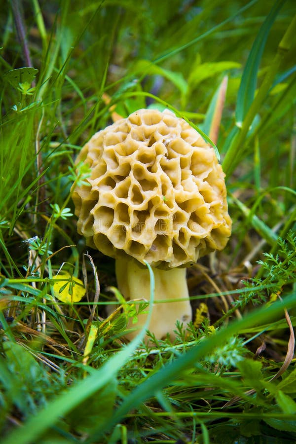 Morel