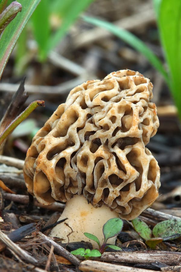 Morel in Illinois stock photo. Image of environment, spring 20875548