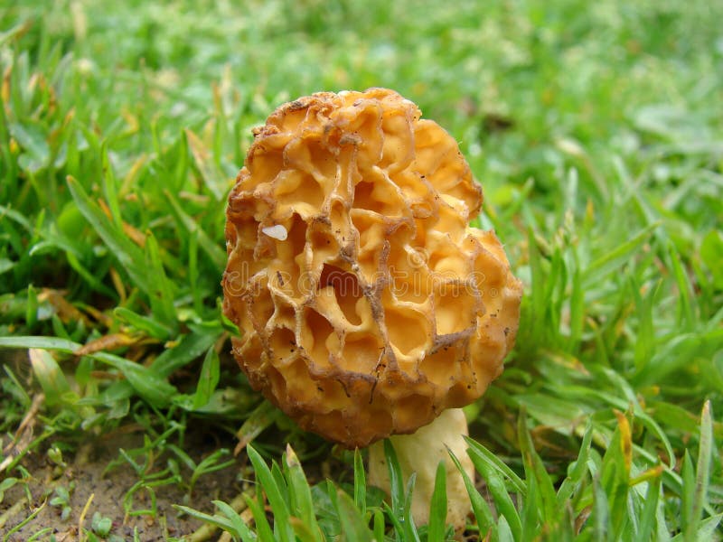 Morel mushroom