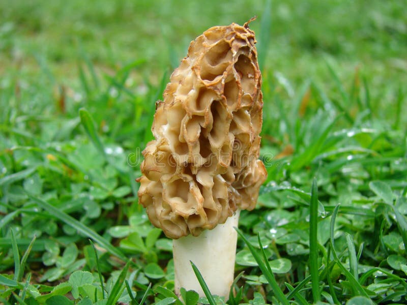 Morel mushroom