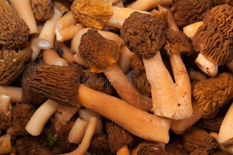 Morel Mushroom. Big Harvest. Stock Photo Image of morel, black 67365628