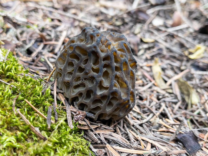 Morel Mushroom Growing in Its Natural Environment Stock Photo Image