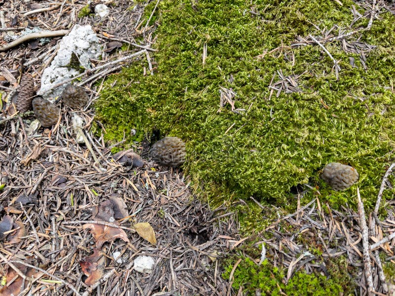 Morel Mushroom Growing in Its Natural Environment Stock Image Image