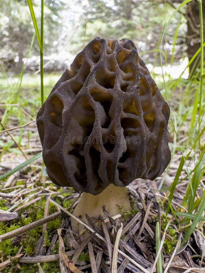 Morel Mushroom Species Grown in Turkey Stock Photo Image of region