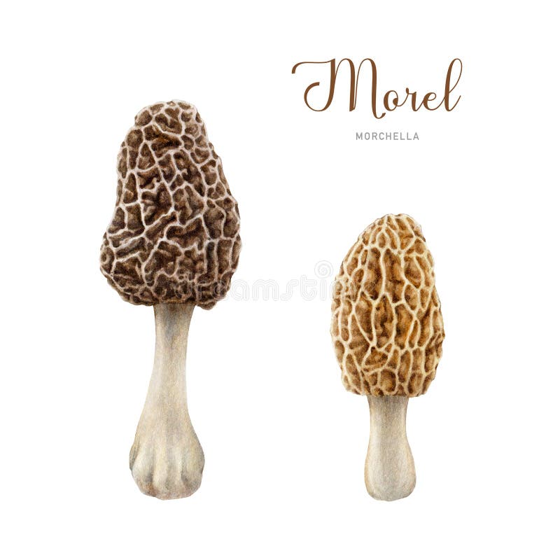 Morel mushroom watercolor illustration set. Hand drawn morchella fungus element. Tasty edible mushroom on white