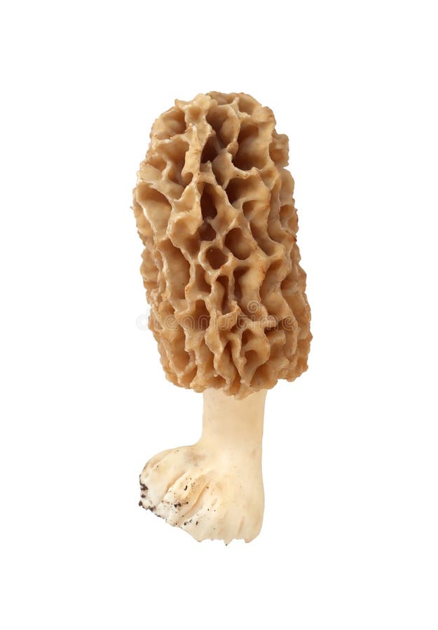 Single Morel Mushroom stock photo. Image of fresh, mushroom 18031126