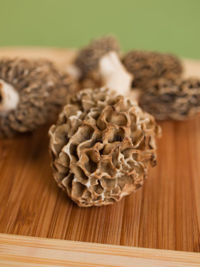 Morel Mushrooms stock photo. Image of morel, brown, morchella 19467974
