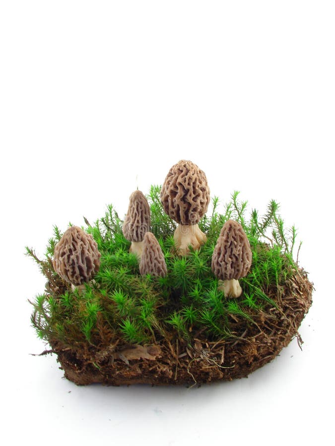 Morel mushrooms isolated