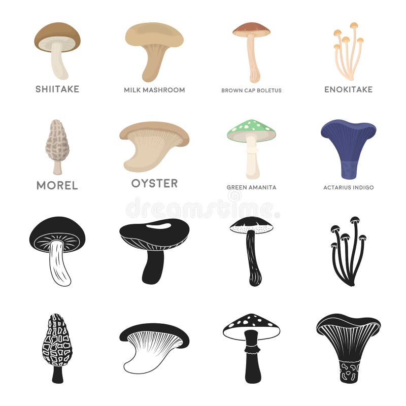 Morel, oyster, green amanita, actarius indigo.Mushroom set collection icons in black,cartoon style vector symbol stock royalty free illustration