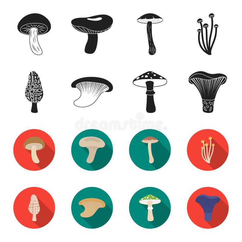 Morel, oyster, green amanita, actarius indigo.Mushroom set collection icons in black,flet style vector symbol stock stock illustration