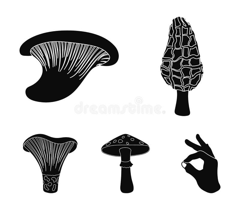 Morel, oyster, green amanita, actarius indigo.Mushroom set collection icons in black style vector symbol stock royalty free illustration