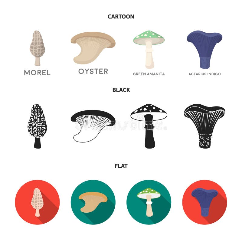 Morel, oyster, green amanita, actarius indigo.Mushroom set collection icons in cartoon,black,flat style vector symbol royalty free illustration