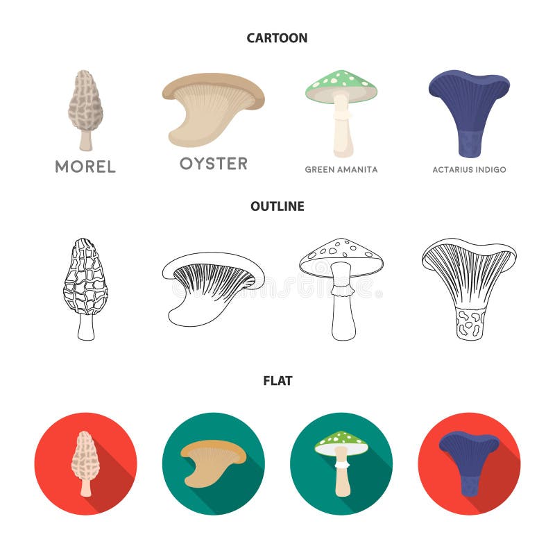 Morel, oyster, green amanita, actarius indigo.Mushroom set collection icons in cartoon,outline,flat style vector symbol vector illustration