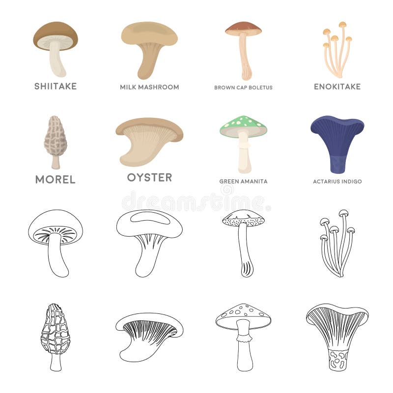 Morel, oyster, green amanita, actarius indigo.Mushroom set collection icons in cartoon,outline style vector symbol stock royalty free illustration