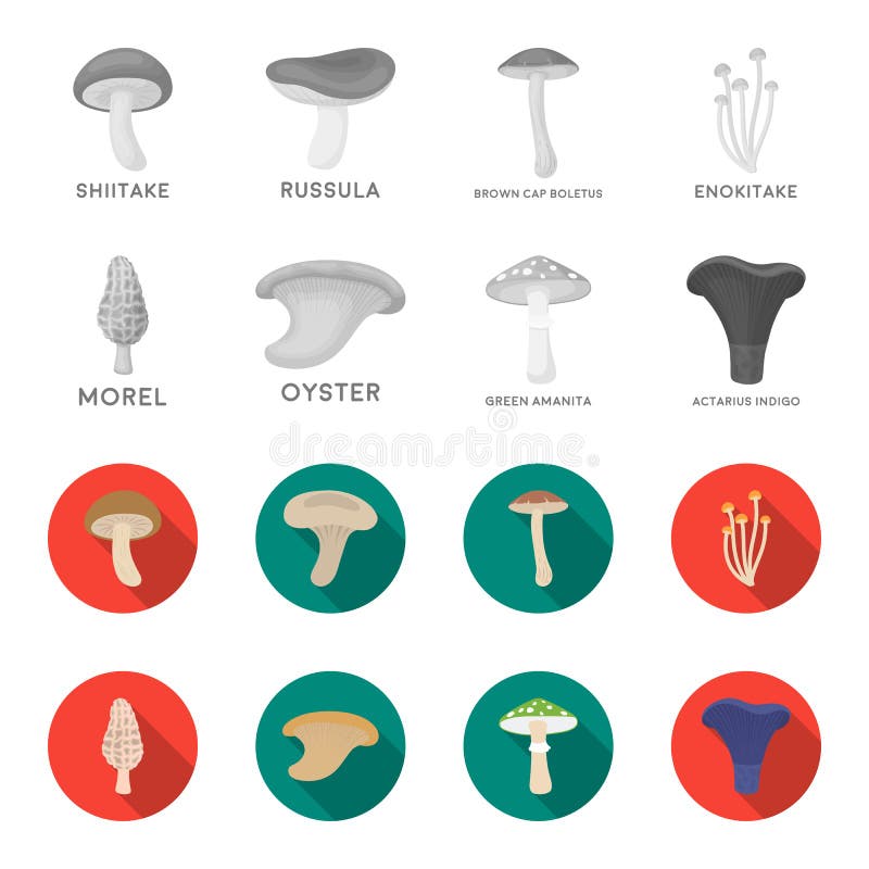 Morel, oyster, green amanita, actarius indigo.Mushroom set collection icons in monochrome,flat style vector symbol stock stock illustration