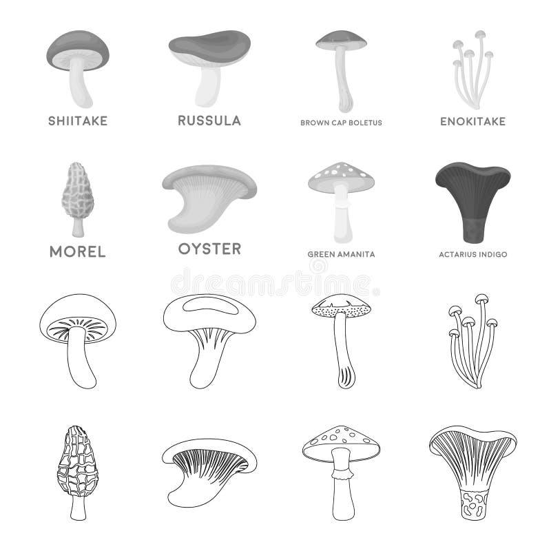 Morel, oyster, green amanita, actarius indigo.Mushroom set collection icons in outline,monochrome style vector symbol royalty free illustration