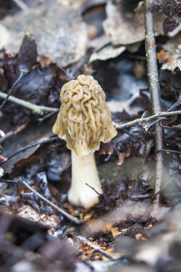 Morel Spring Mushroom Grows from Ground Stock Image Image of spring