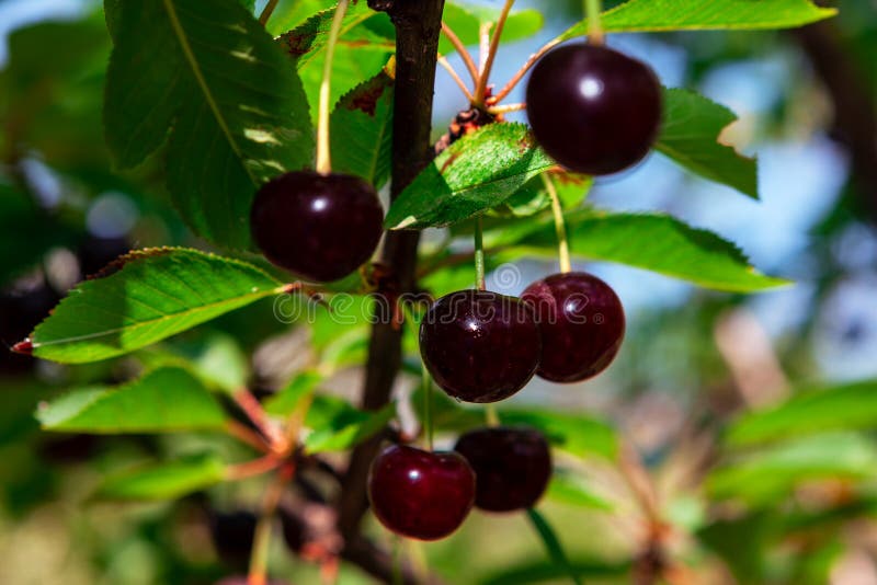 Morello Cherries stock image. Image of bunch, botany 213393945