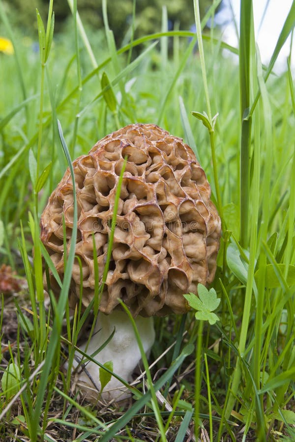 Morels stock image. Image of season, closeup, fungi, morel 24526533