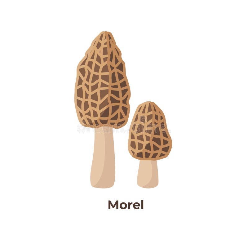 Morels Mushrooms Isolated On White Background, Vector Illustration In Flat Design. Stock Vector