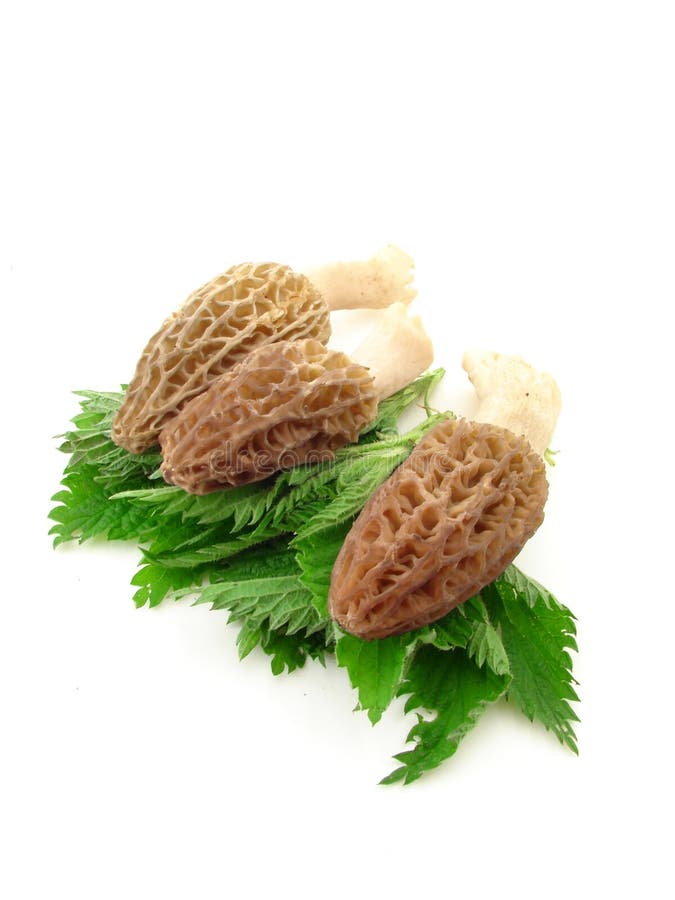 Morels and nettles