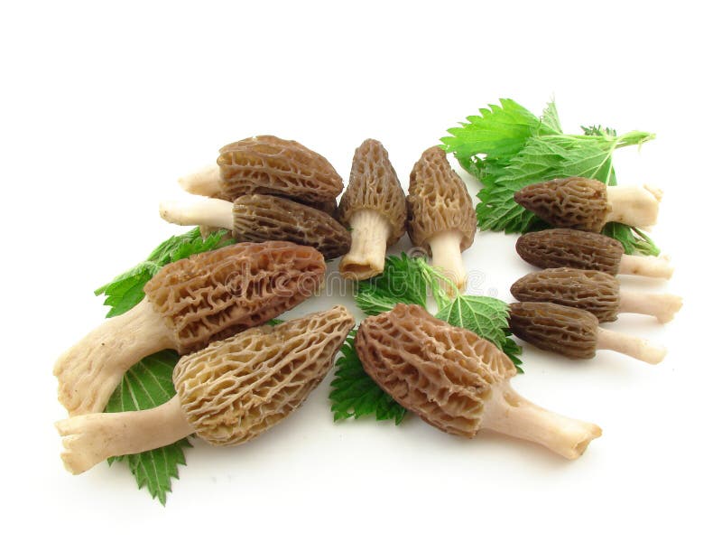 Morels and nettles