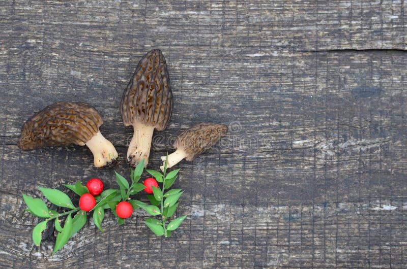 A Young Morel Mushroom Grows Against a Blurred Forest Background Stock