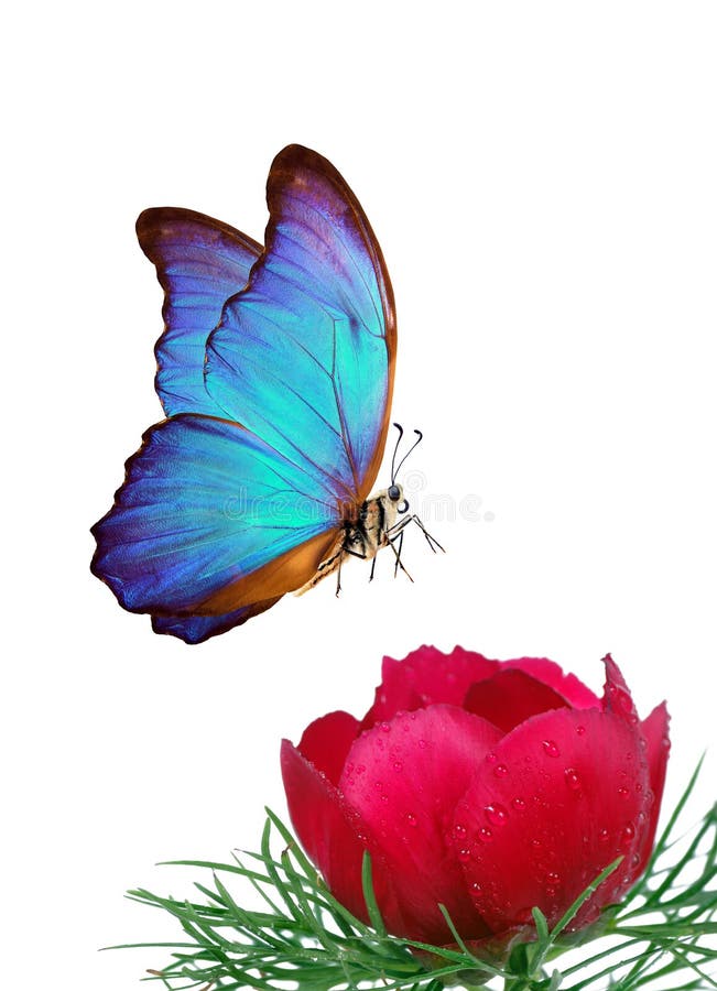 Morfo Azul Brillante Mariposa Y Flores De Peonía En Agua Gotas Aisladas En Blanco Imagen de archivo - Imagen de azul, tropical: 192244393 Morfo Azul Brillante Mariposa Y Flores De Peonía En Agua Gotas Aisladas En Blanco Imagen de archivo - Imagen de azul, tropical: 192244393