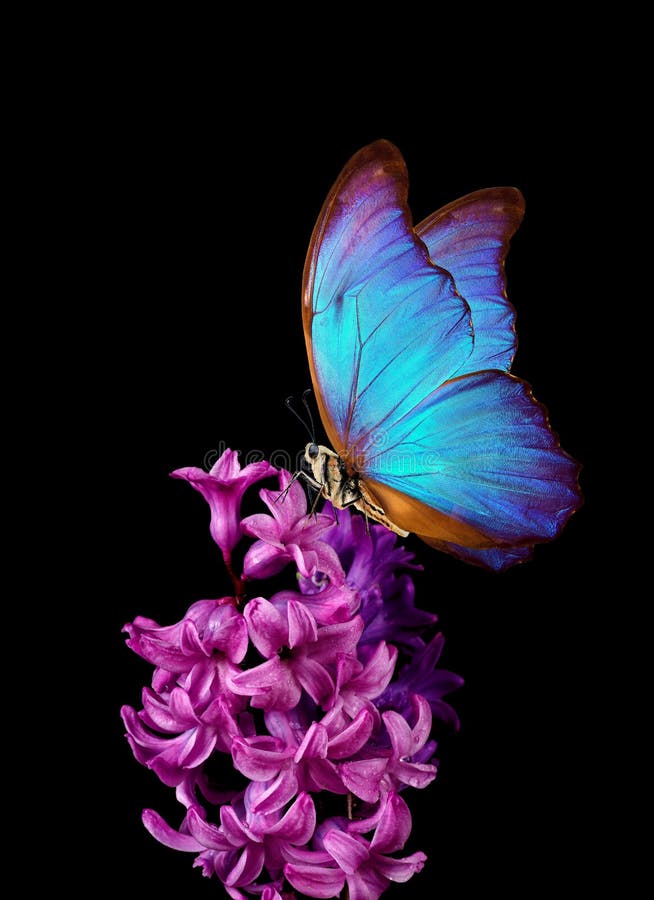 Morfo azul colorido mariposa sobre una flor. flor de jacinto rosa aislada en negro. flores de primavera coloridas y brillantes. imágenes de archivo libres de regalías