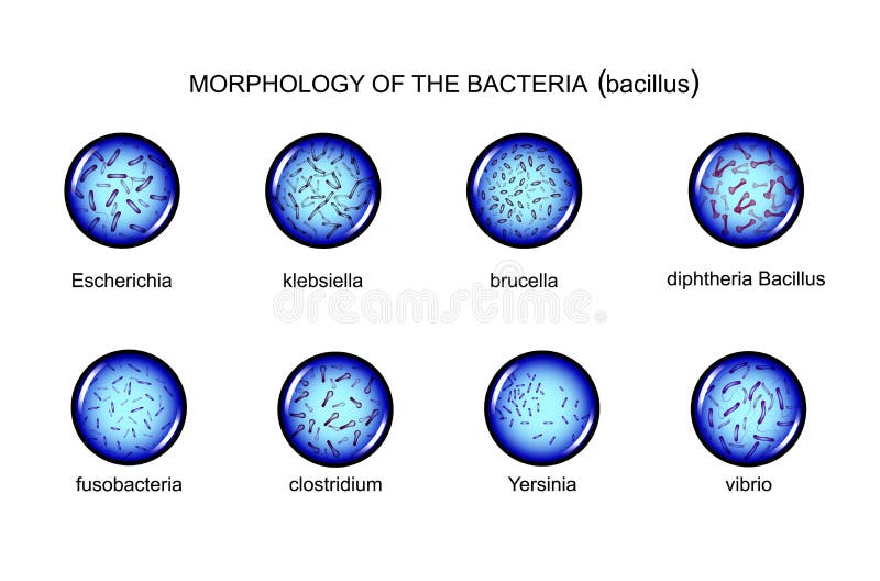 Morfologia dei batteri a forma di bastoncino illustrazione di stock Morfologia dei batteri a forma di bastoncino illustrazione di stock