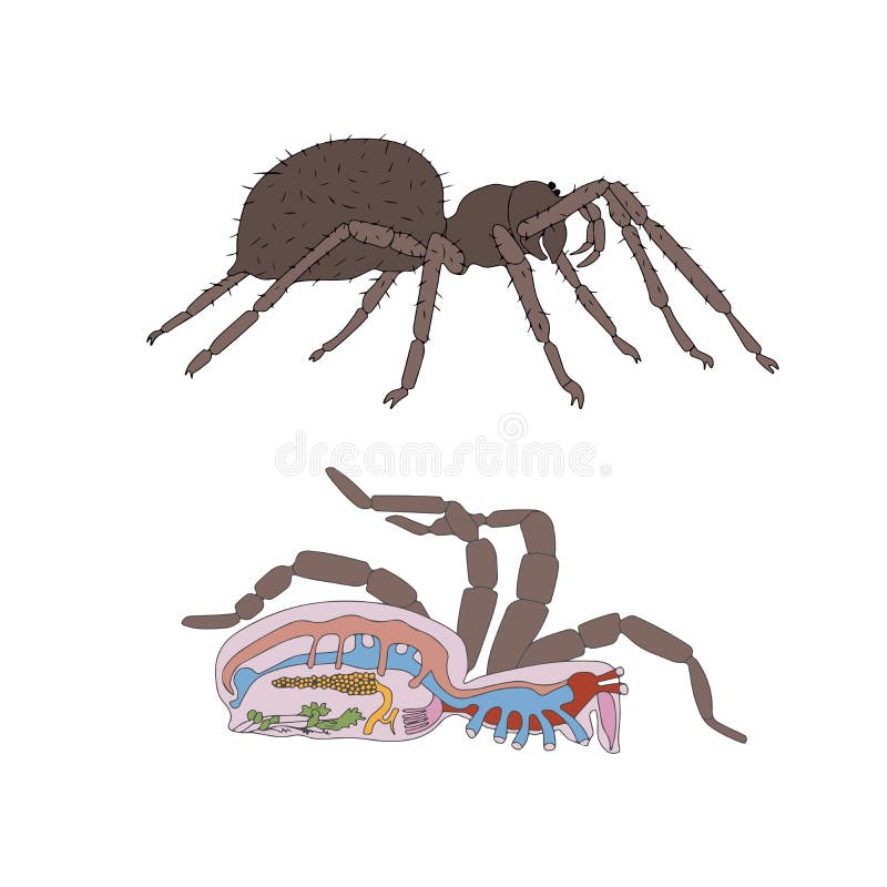 Morfologia, seção transversal da aranha ilustração royalty free Morfologia, seção transversal da aranha ilustração royalty free