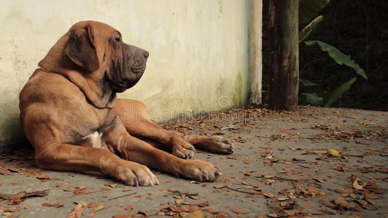 https://thumbs.dreamstime.com/b/morgan-tropical-dog-fila-brasilero-having-rest-garden-61621482.jpg