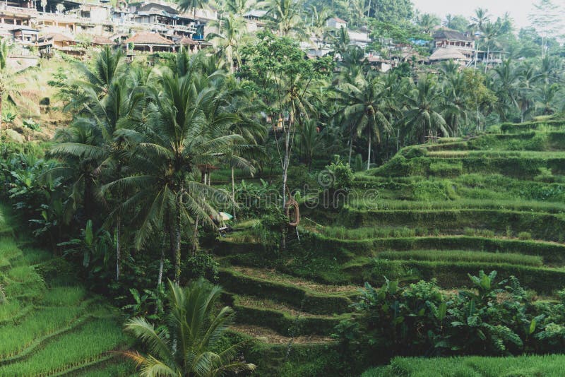 Morgennebelansicht der Tegallalang-Reis-Terrasse in Bali, Indonesien stockfotos Morgennebelansicht der Tegallalang-Reis-Terrasse in Bali, Indonesien stockfotos