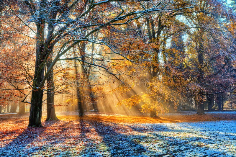 Morgensonnenstrahlen im Winterwald lizenzfreie stockfotos Morgensonnenstrahlen im Winterwald lizenzfreie stockfotos