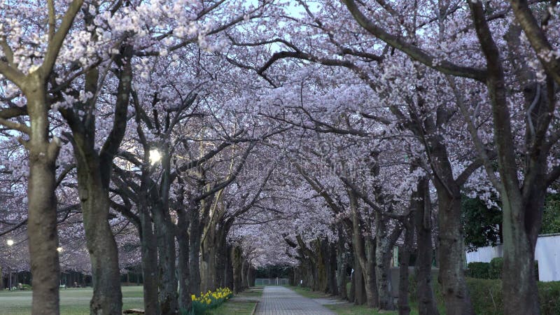 Morgenszene des Kirschblütensäulengangs mit Gezwitscher von Vögeln in einem Park in Tokyo
