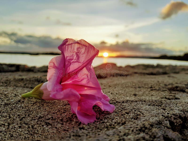 Morgonblomma arkivfoto Morgonblomma arkivfoto