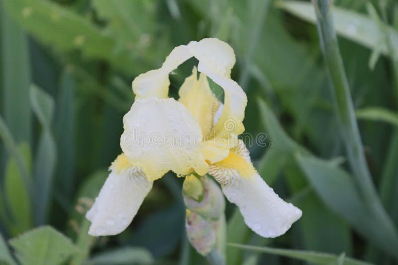 Morgonblomma - som en intim bild av en kvinna royaltyfria bilder Morgonblomma - som en intim bild av en kvinna royaltyfria bilder