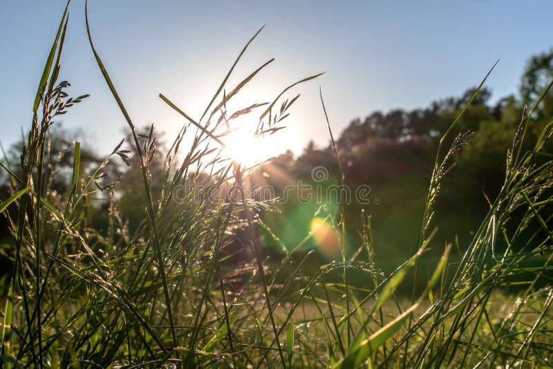 Morgonstrålar av solen att göra deras väg till och med grässtrån stänger sig upp arkivfoto Morgonstrålar av solen att göra deras väg till och med grässtrån stänger sig upp arkivfoto