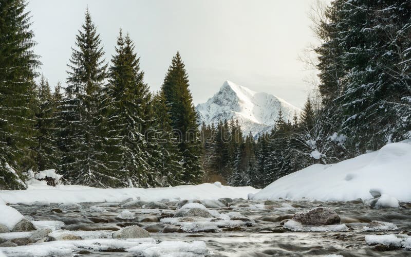 Moring scene - zimní lesní řeka, kameny pokryté ledem, jehličnaté stromy na obou stranách, hora kriváň slovenský symbol