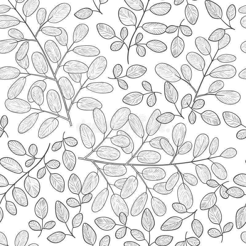 Moringa. Background, wallpaper, seamless. Sketch. Monophonic. On a white background.