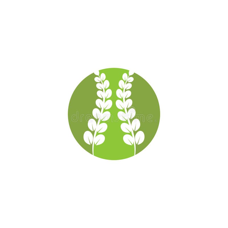 Moringa Leaf Logo Template Vector Stock Vector - Illustration of green ...