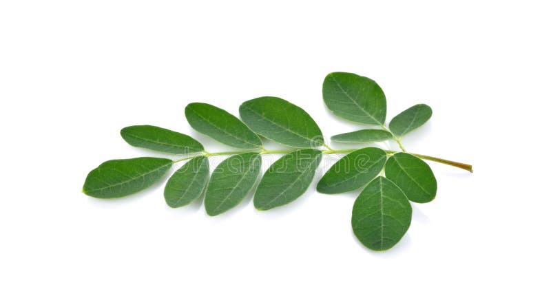 Moringa leaves over white background