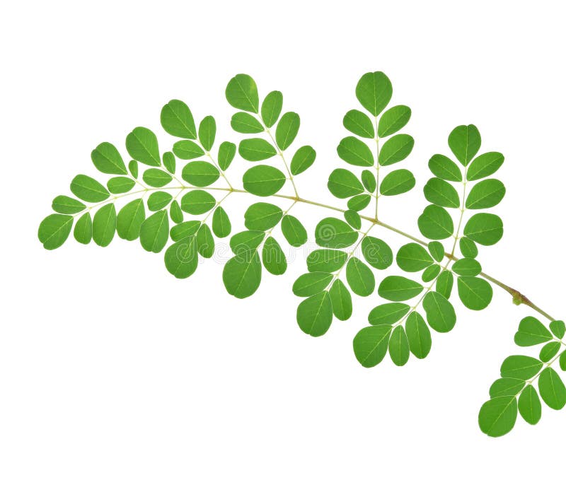 Moringa leaves on white background. stock images