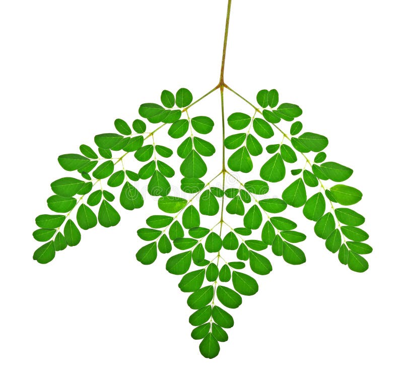 Moringa leaves on white background stock image