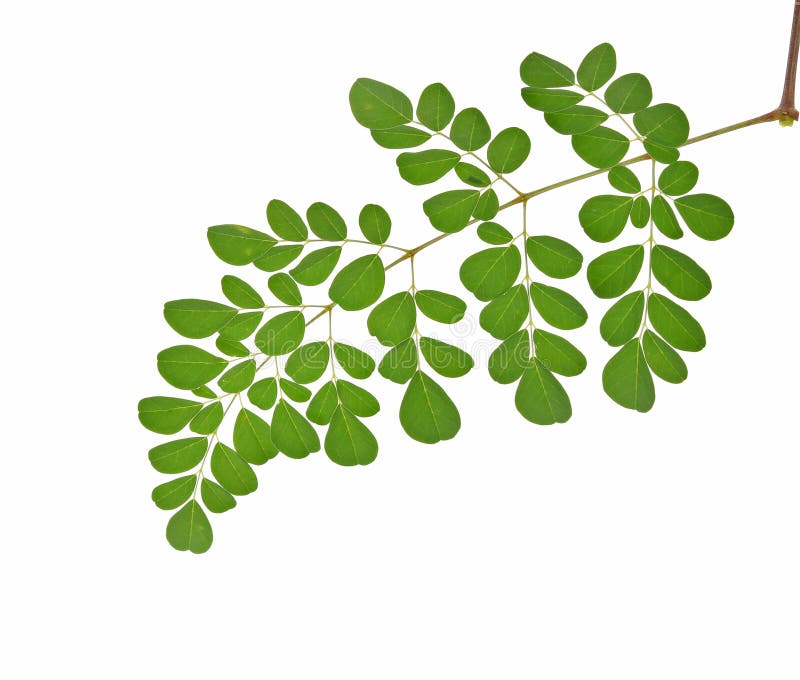 Moringa leaves on white background stock photography
